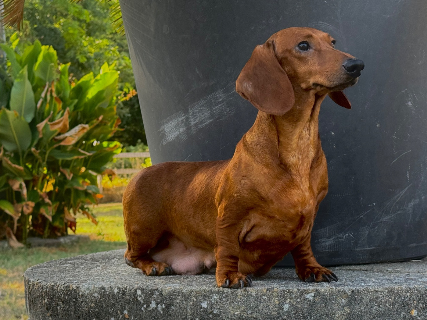 Vanina De Chez Dame Céline
