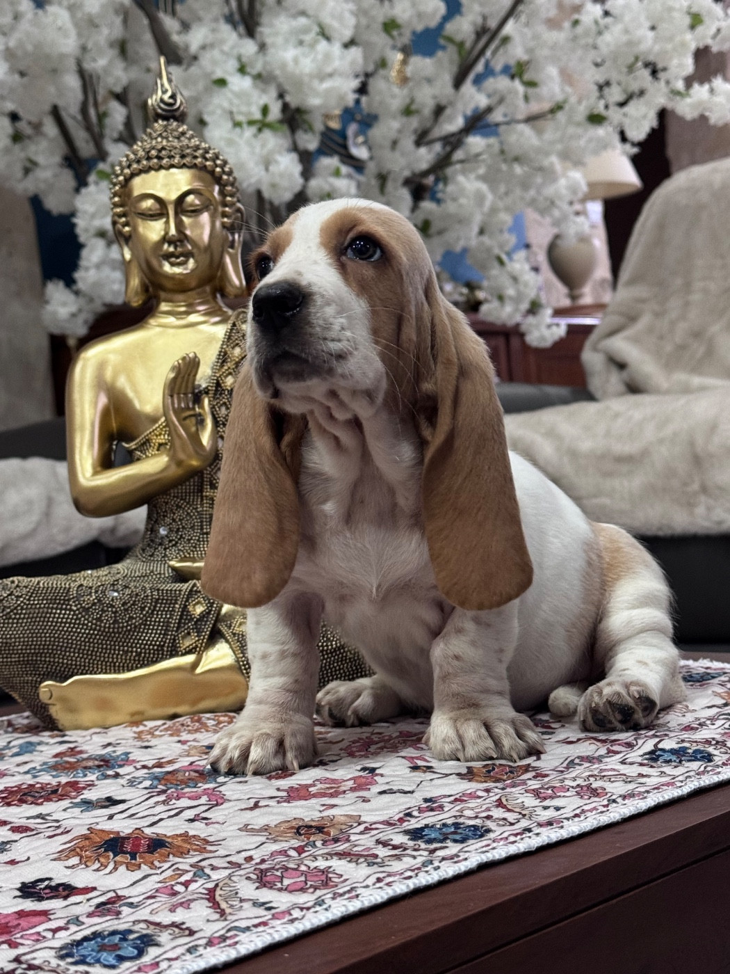 des Gueules D'Amour - Chiots disponibles - Basset Hound