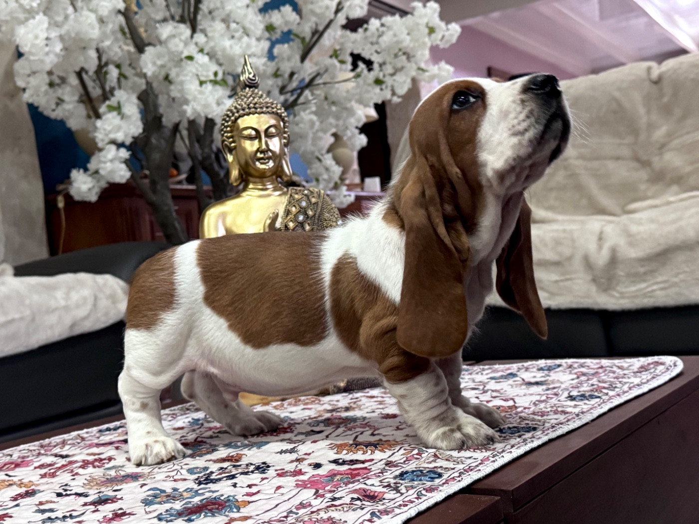 des Gueules D'Amour - Chiots disponibles - Basset Hound