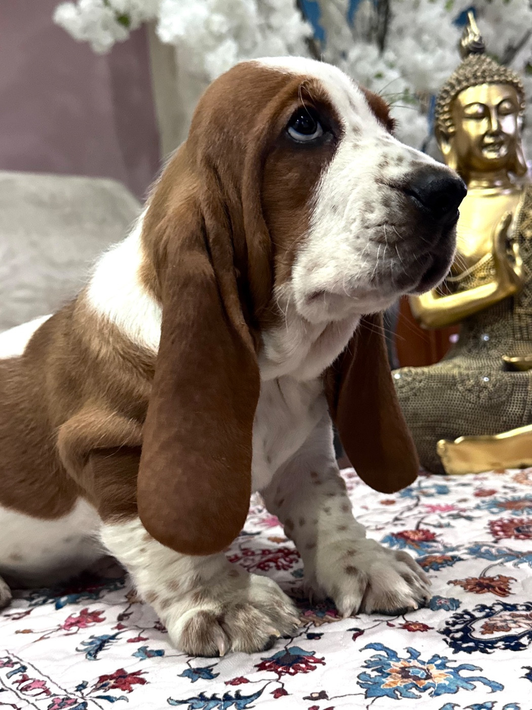 des Gueules D'Amour - Chiots disponibles - Basset Hound