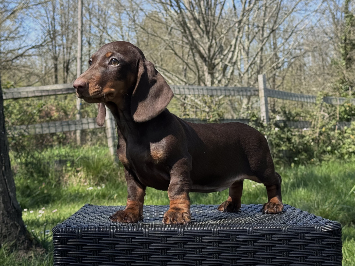 des Gueules D'Amour - Chiots disponibles - Teckel poil ras