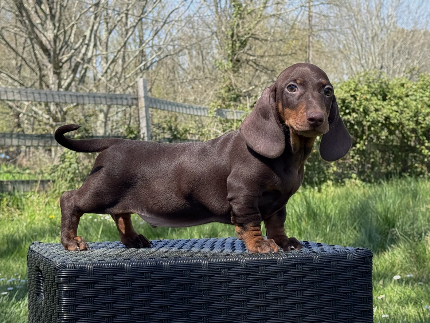 des Gueules D'Amour - Chiots disponibles - Teckel poil ras