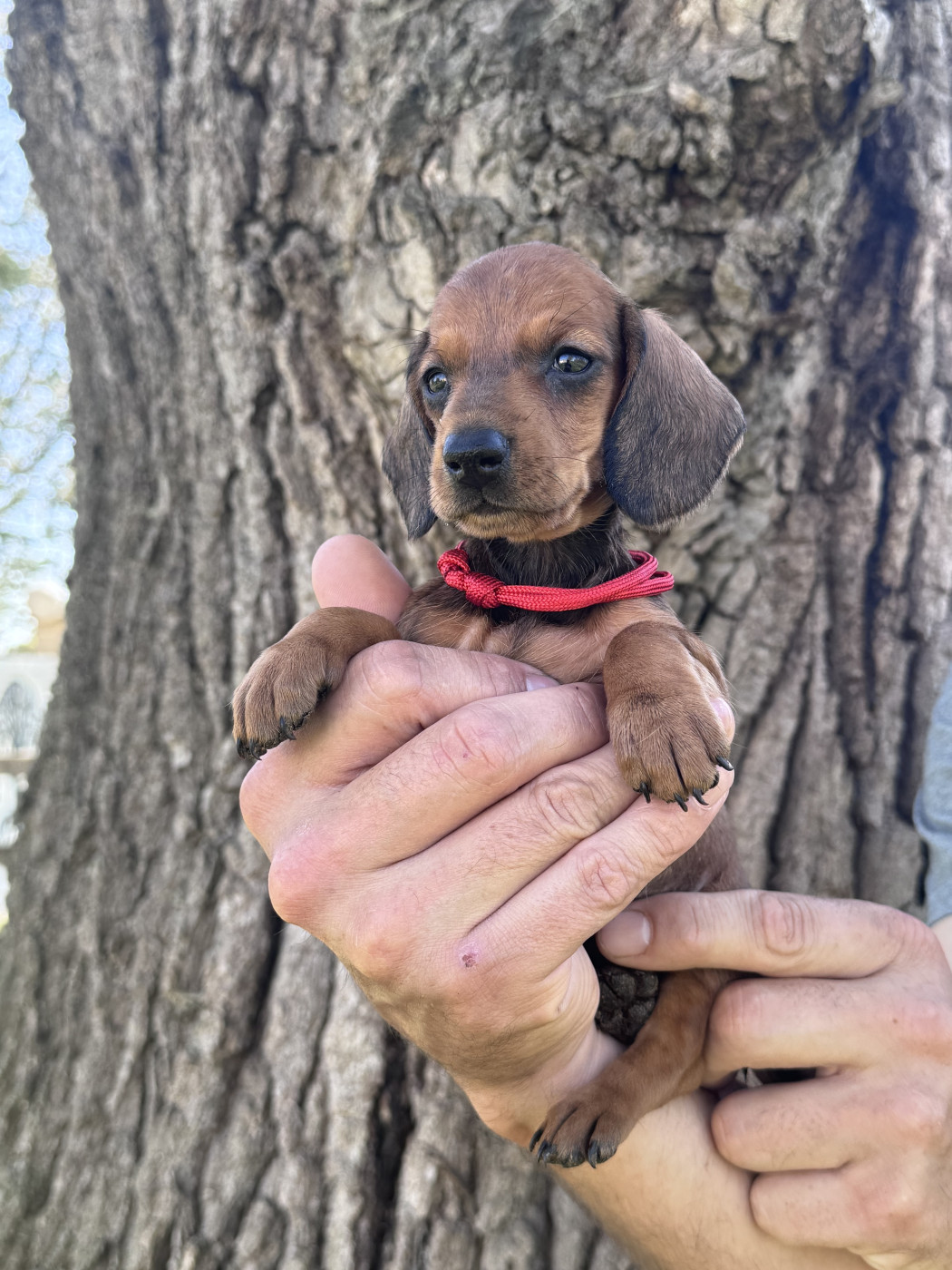 des Gueules D'Amour - Chiots disponibles - Teckel poil ras