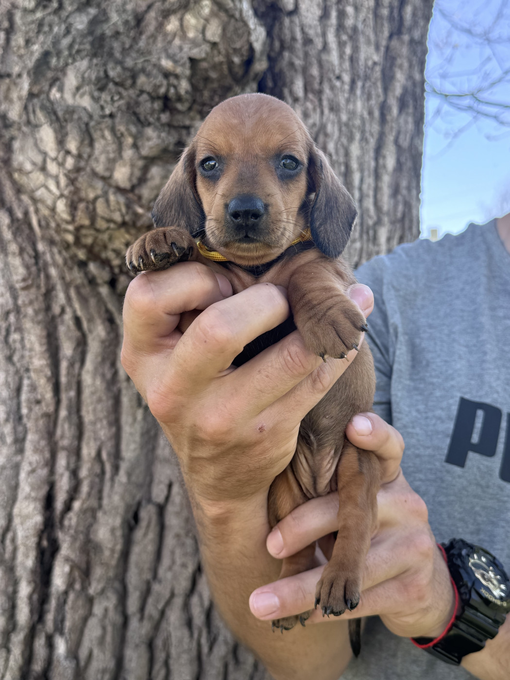 des Gueules D'Amour - Chiots disponibles - Teckel poil ras