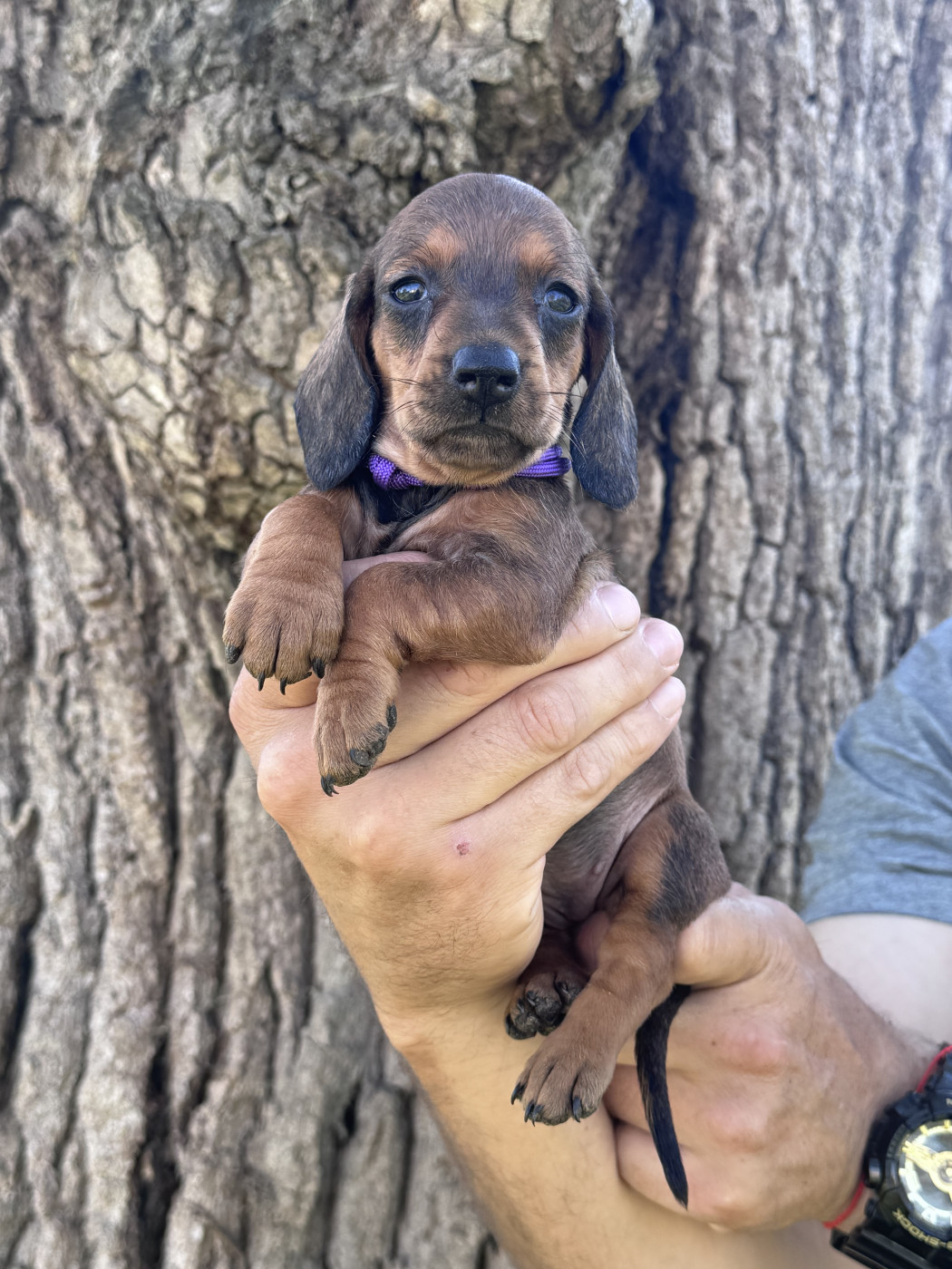 des Gueules D'Amour - Chiots disponibles - Teckel poil ras