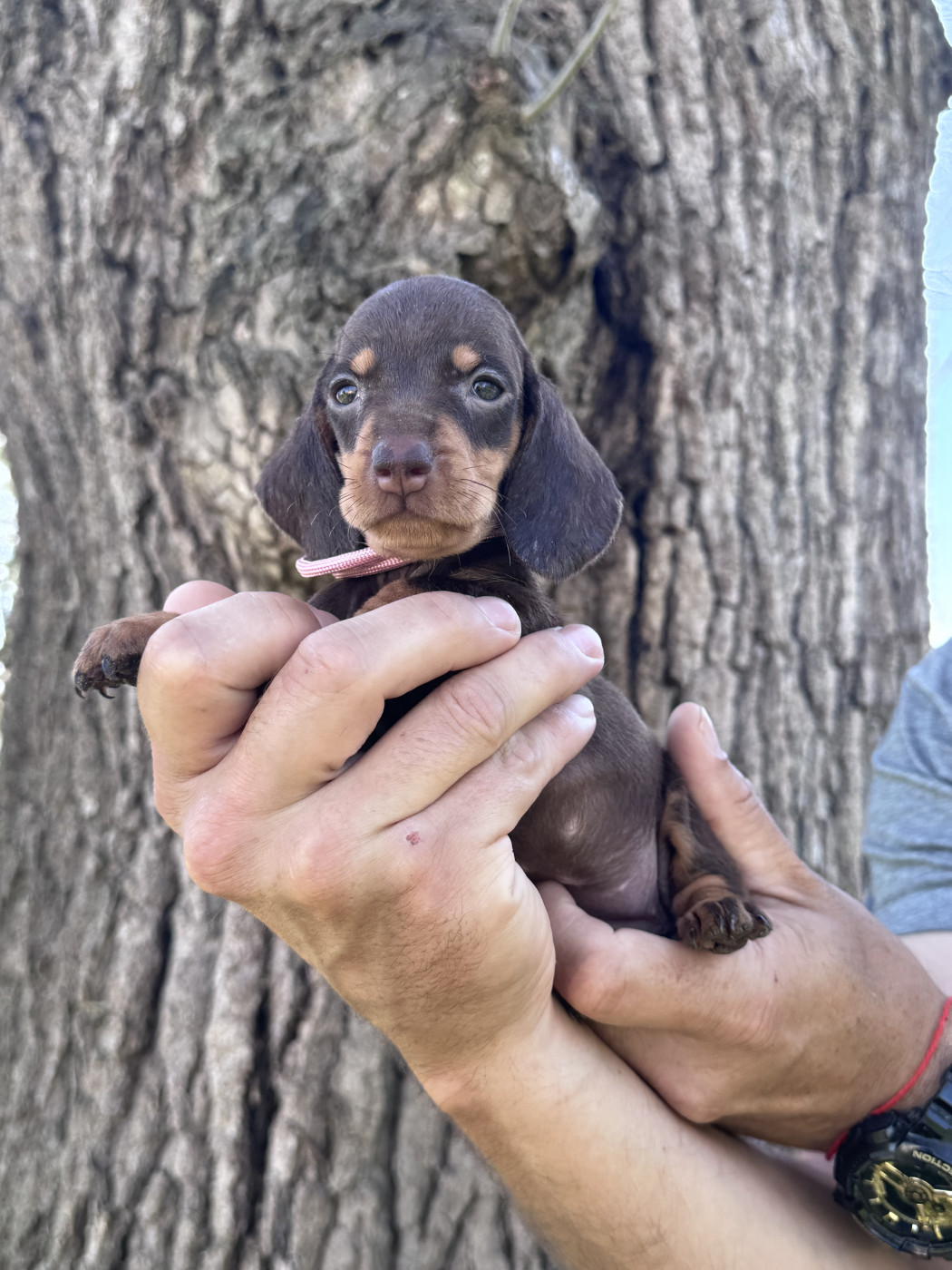 des Gueules D'Amour - Chiots disponibles - Teckel poil ras