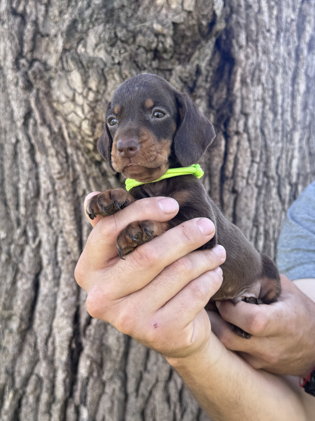 des Gueules D'Amour - Chiots disponibles - Teckel poil ras