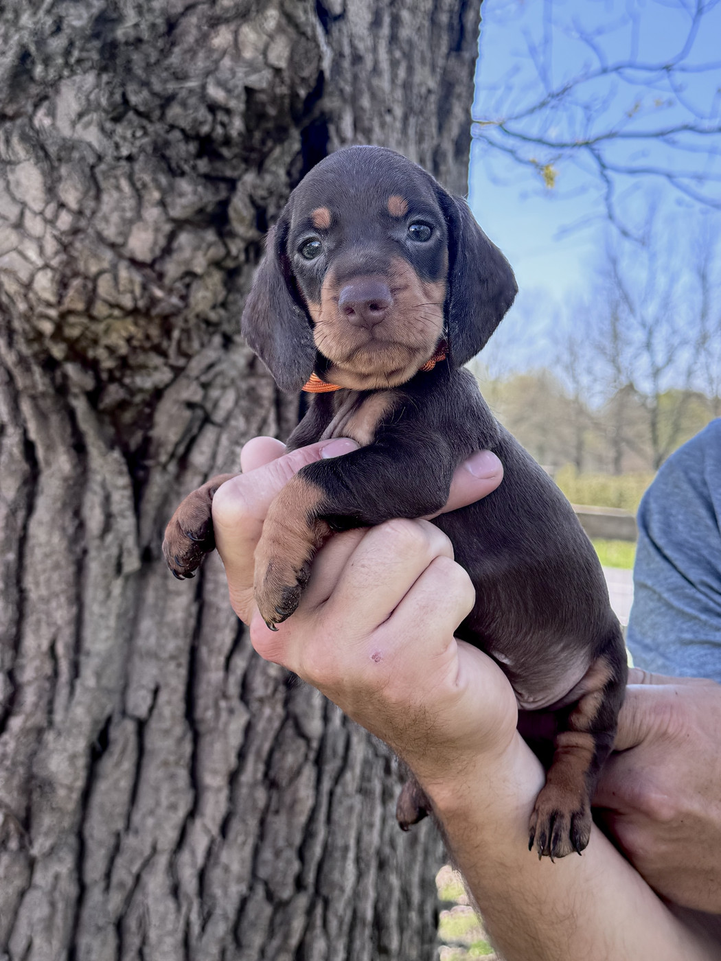 des Gueules D'Amour - Chiots disponibles - Teckel poil ras