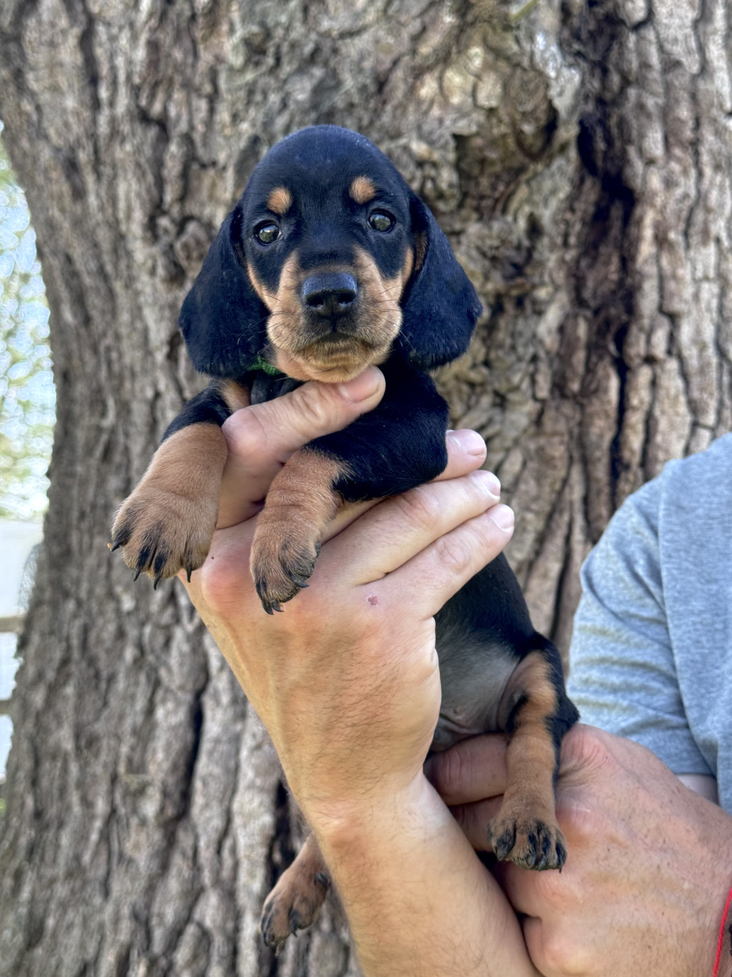 des Gueules D'Amour - Chiots disponibles - Teckel poil ras