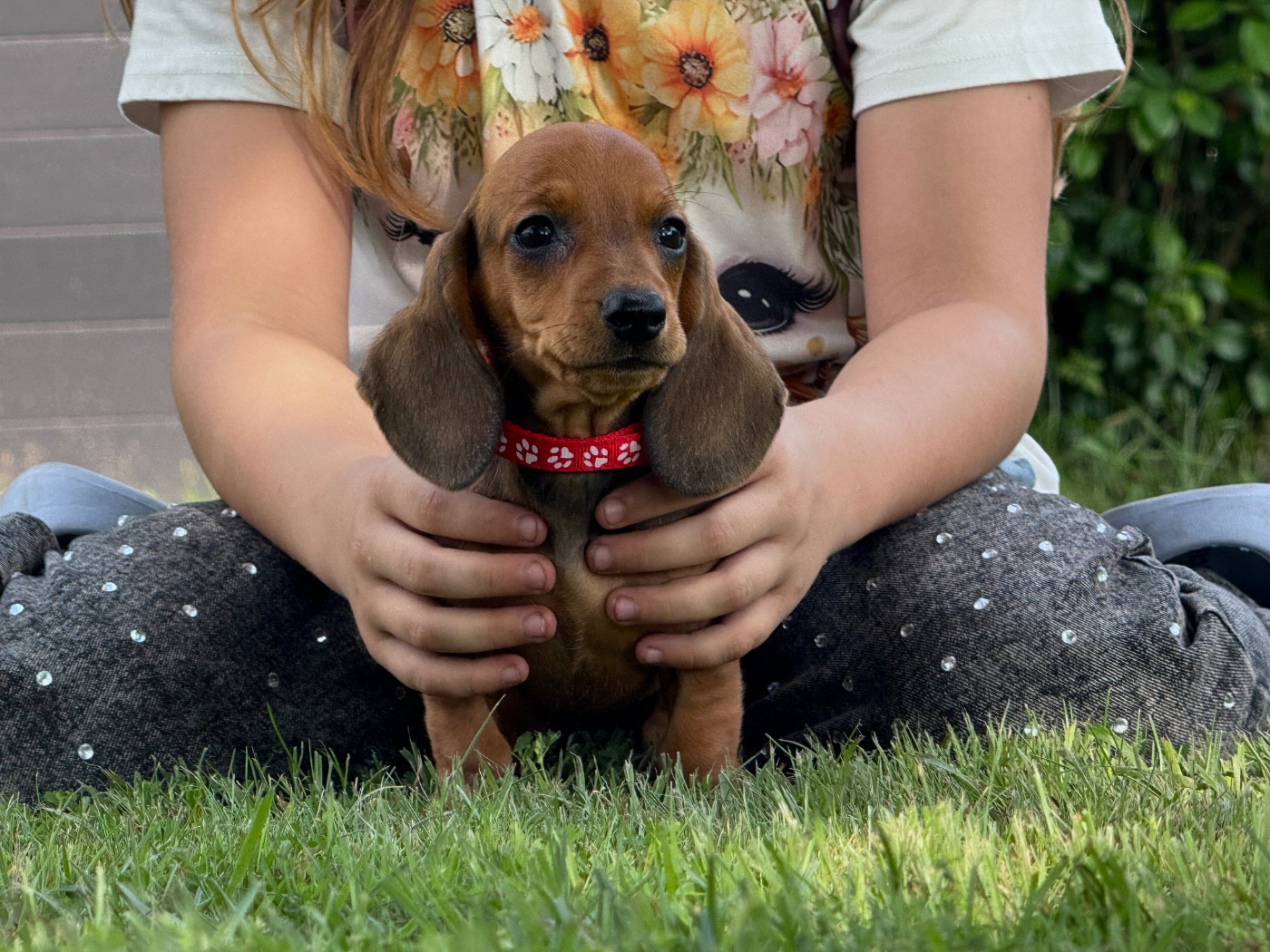 des Gueules D'Amour - Chiots disponibles - Teckel poil ras