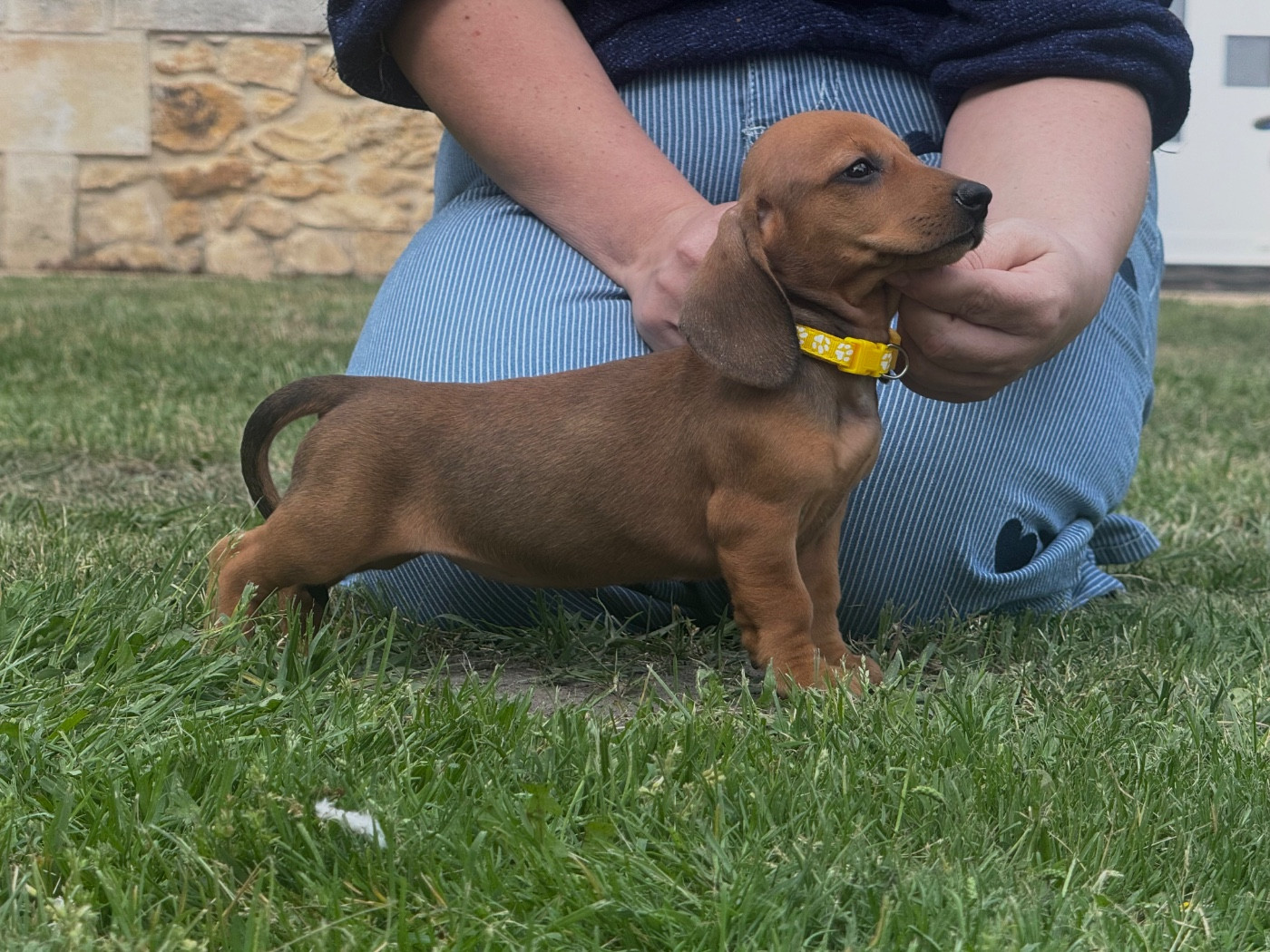 des Gueules D'Amour - Chiots disponibles - Teckel poil ras