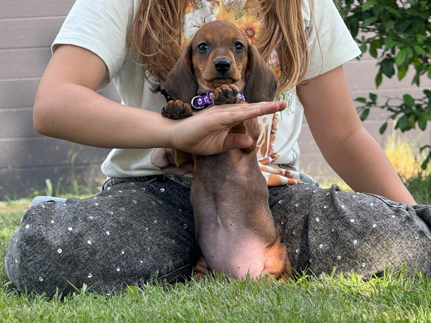 des Gueules D'Amour - Chiots disponibles - Teckel poil ras