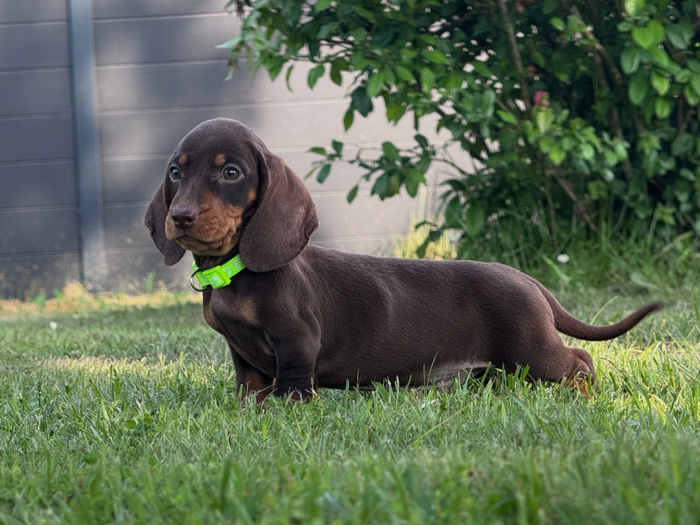 des Gueules D'Amour - Chiots disponibles - Teckel poil ras