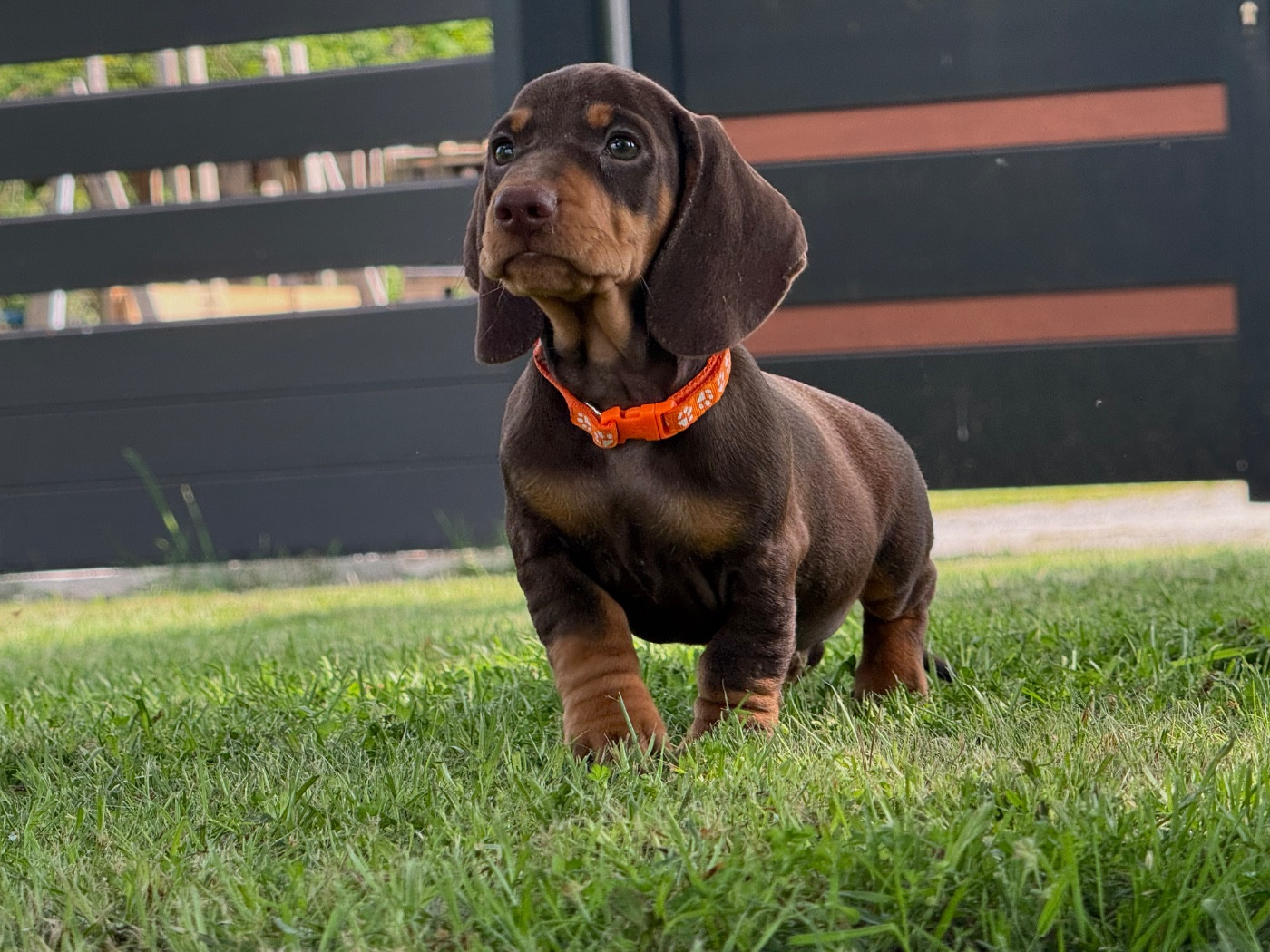 des Gueules D'Amour - Chiots disponibles - Teckel poil ras