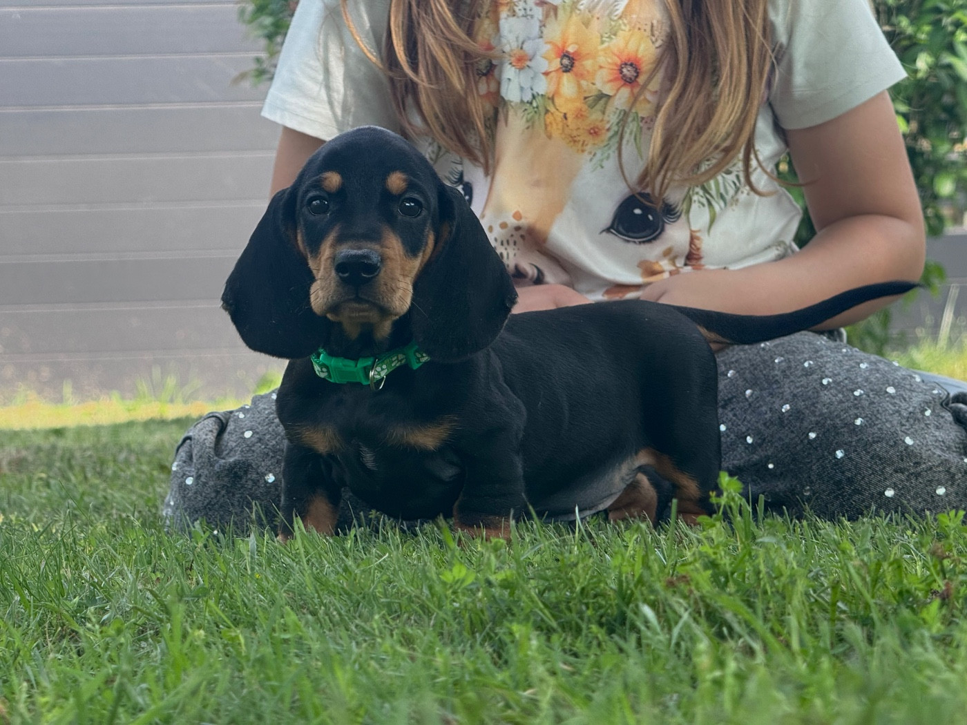 des Gueules D'Amour - Chiots disponibles - Teckel poil ras