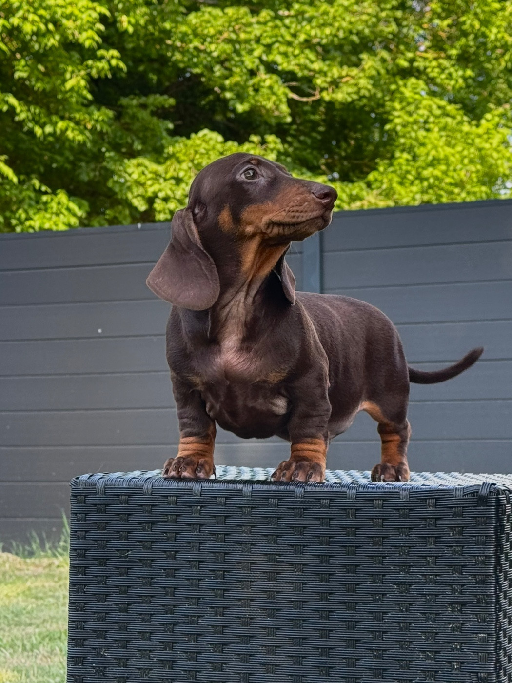 des Gueules D'Amour - Chiots disponibles - Teckel poil ras