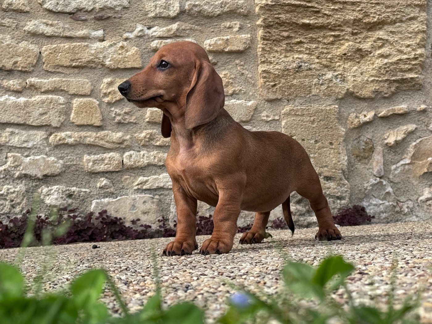 des Gueules D'Amour - Chiots disponibles - Teckel poil ras
