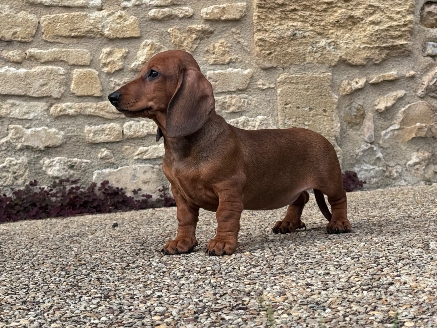 des Gueules D'Amour - Chiots disponibles - Teckel poil ras