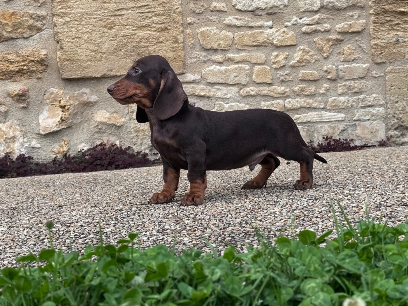 des Gueules D'Amour - Chiots disponibles - Teckel poil ras