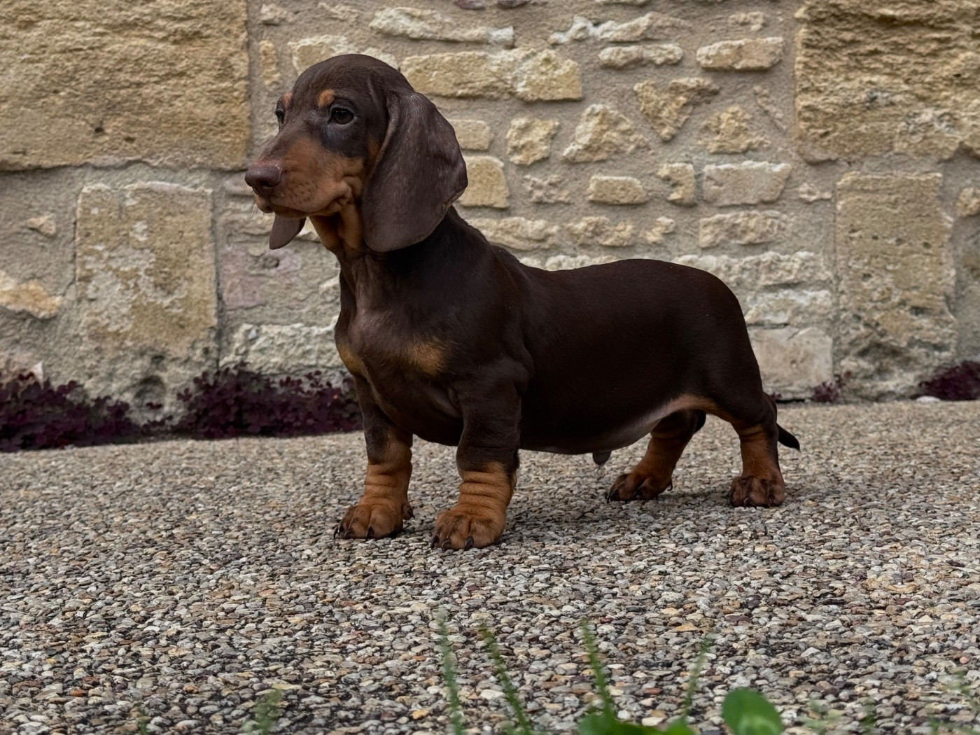 des Gueules D'Amour - Chiots disponibles - Teckel poil ras