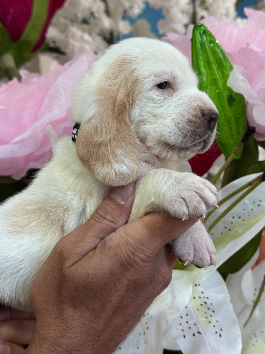 des Gueules D'Amour - Chiots disponibles - Basset Hound
