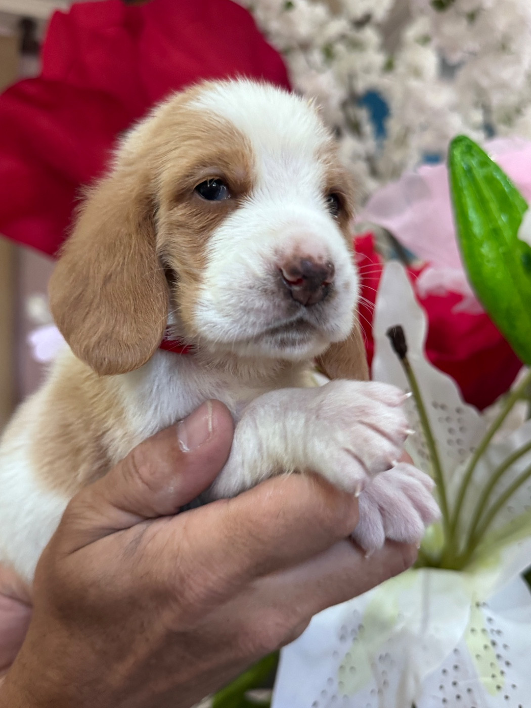 des Gueules D'Amour - Chiots disponibles - Basset Hound