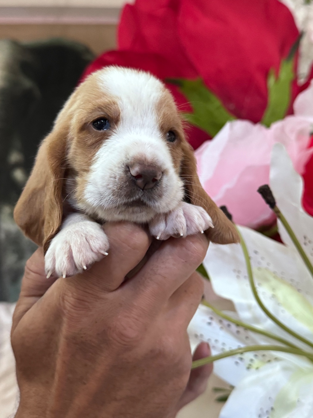 des Gueules D'Amour - Chiots disponibles - Basset Hound