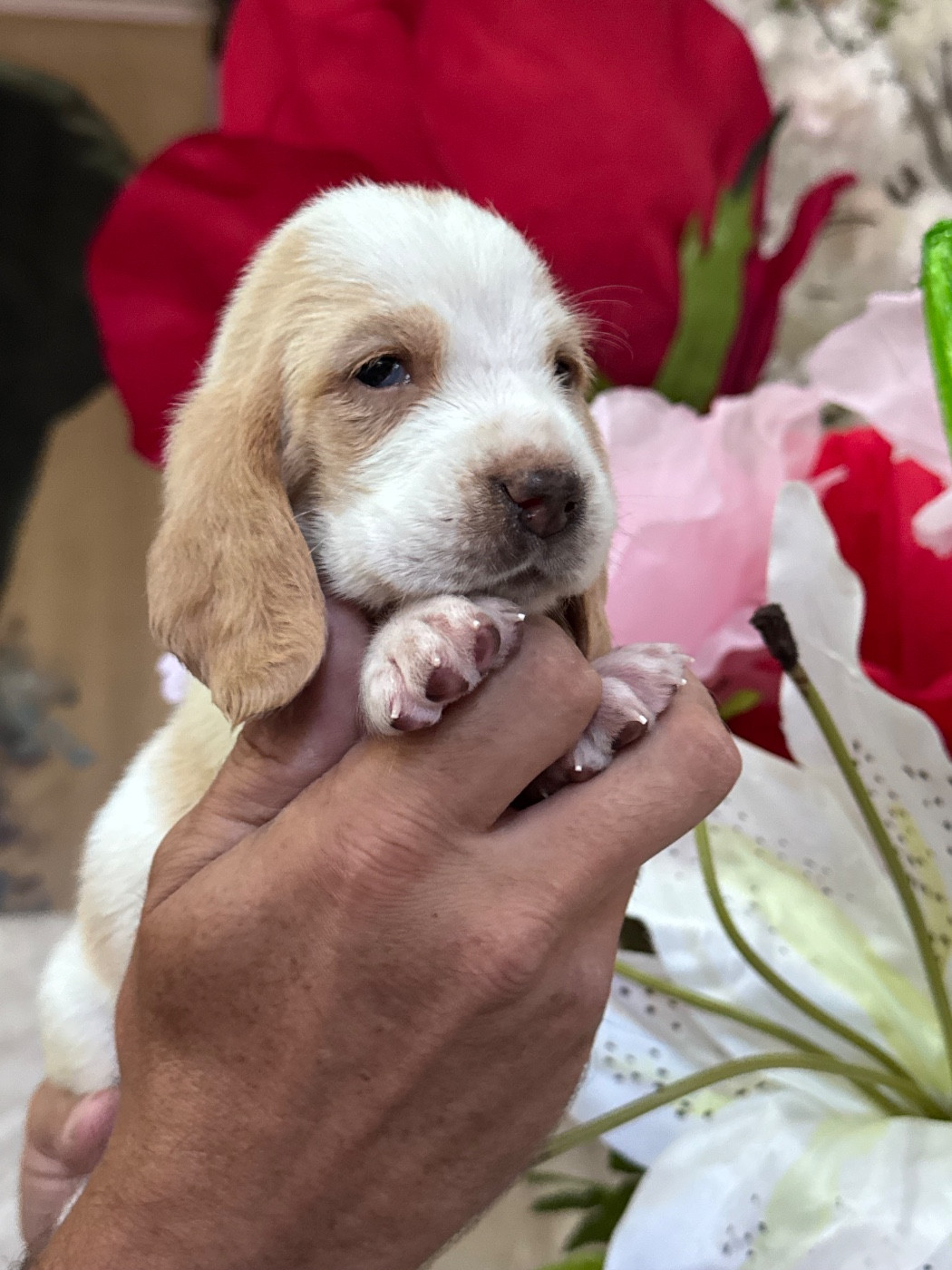 des Gueules D'Amour - Chiots disponibles - Basset Hound