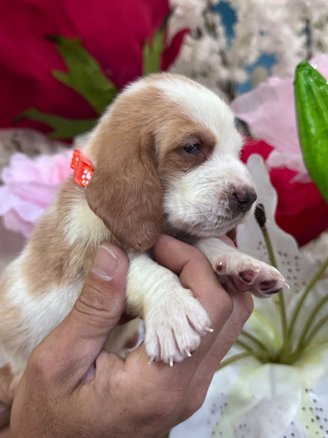 des Gueules D'Amour - Chiots disponibles - Basset Hound
