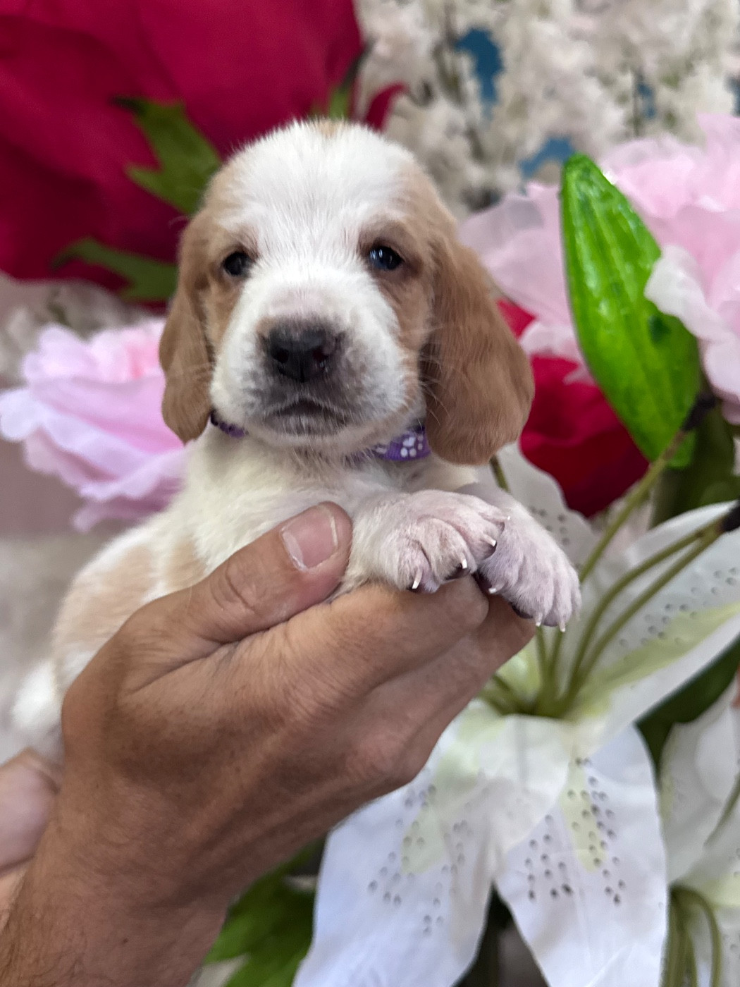 des Gueules D'Amour - Chiots disponibles - Basset Hound