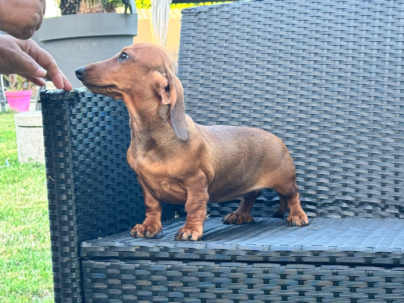 des Gueules D'Amour - Chiots disponibles - Teckel poil ras