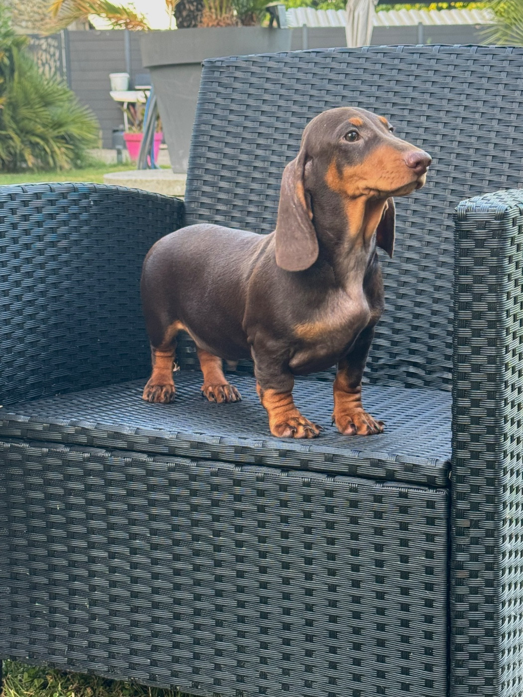 des Gueules D'Amour - Chiots disponibles - Teckel poil ras