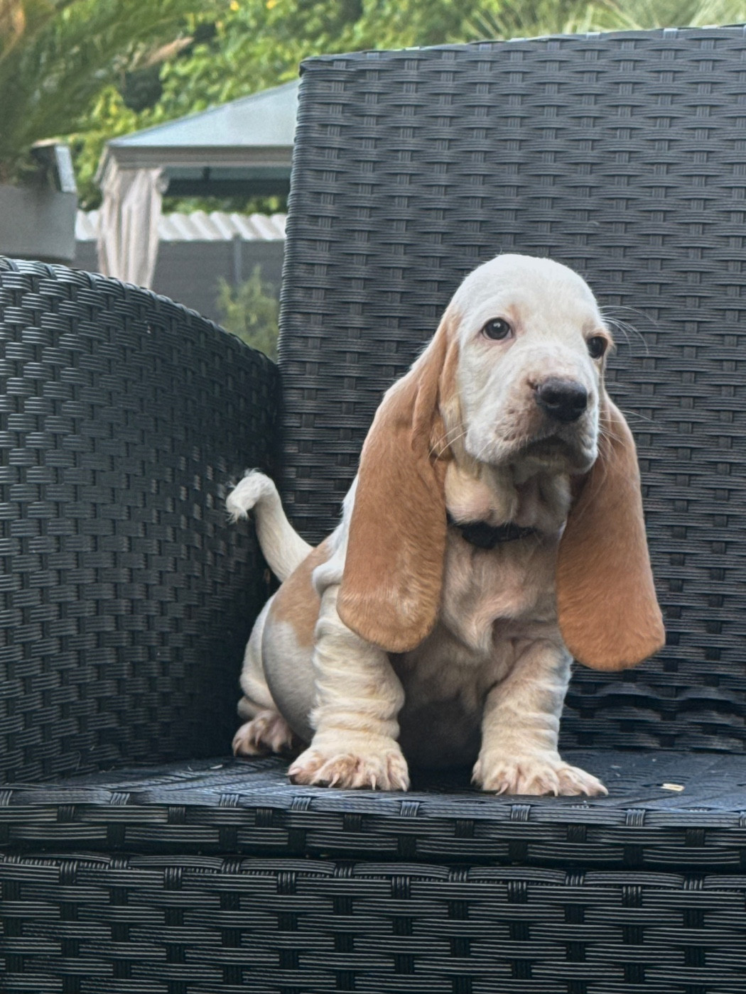des Gueules D'Amour - Chiots disponibles - Basset Hound