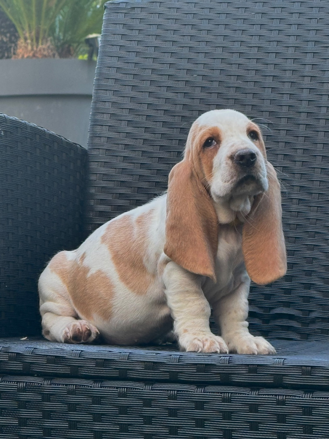 des Gueules D'Amour - Chiots disponibles - Basset Hound