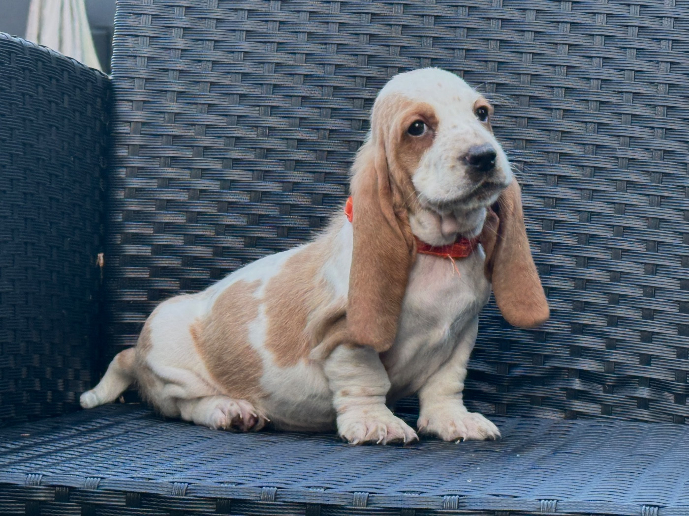 des Gueules D'Amour - Chiots disponibles - Basset Hound