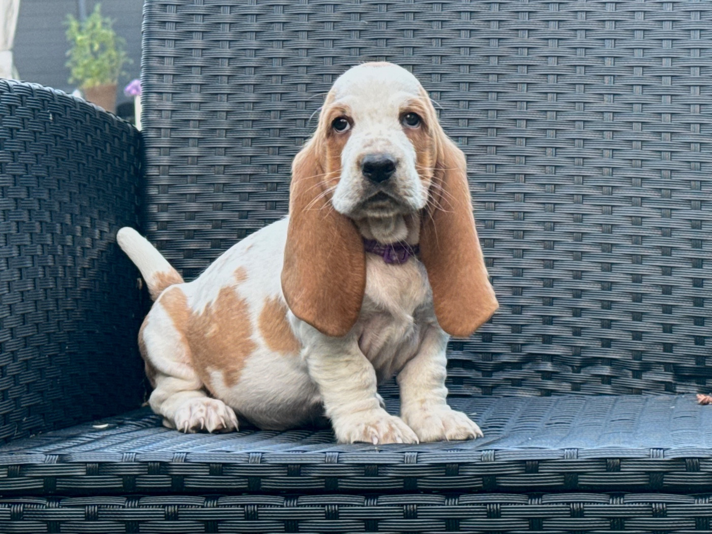 des Gueules D'Amour - Chiots disponibles - Basset Hound