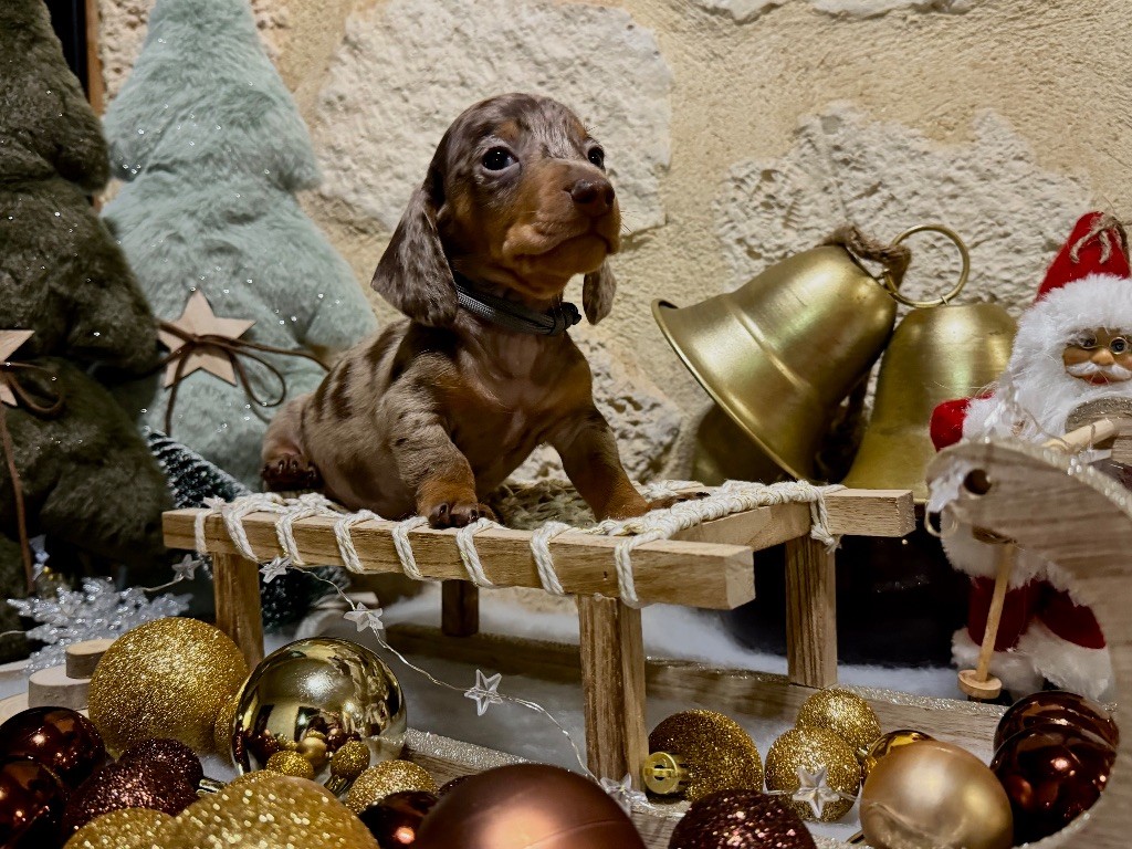 des Gueules D'Amour - Chiots disponibles - Teckel poil ras