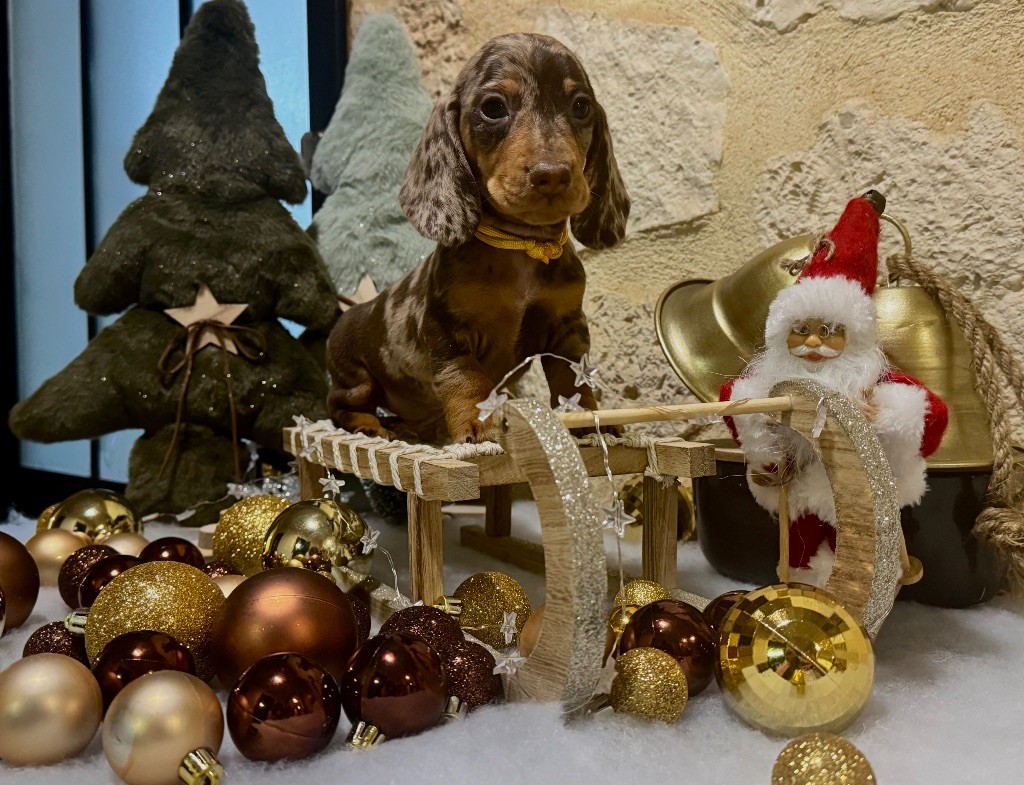 des Gueules D'Amour - Chiots disponibles - Teckel poil ras