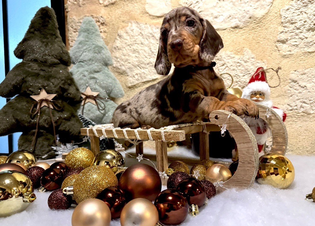 des Gueules D'Amour - Chiots disponibles - Teckel poil ras