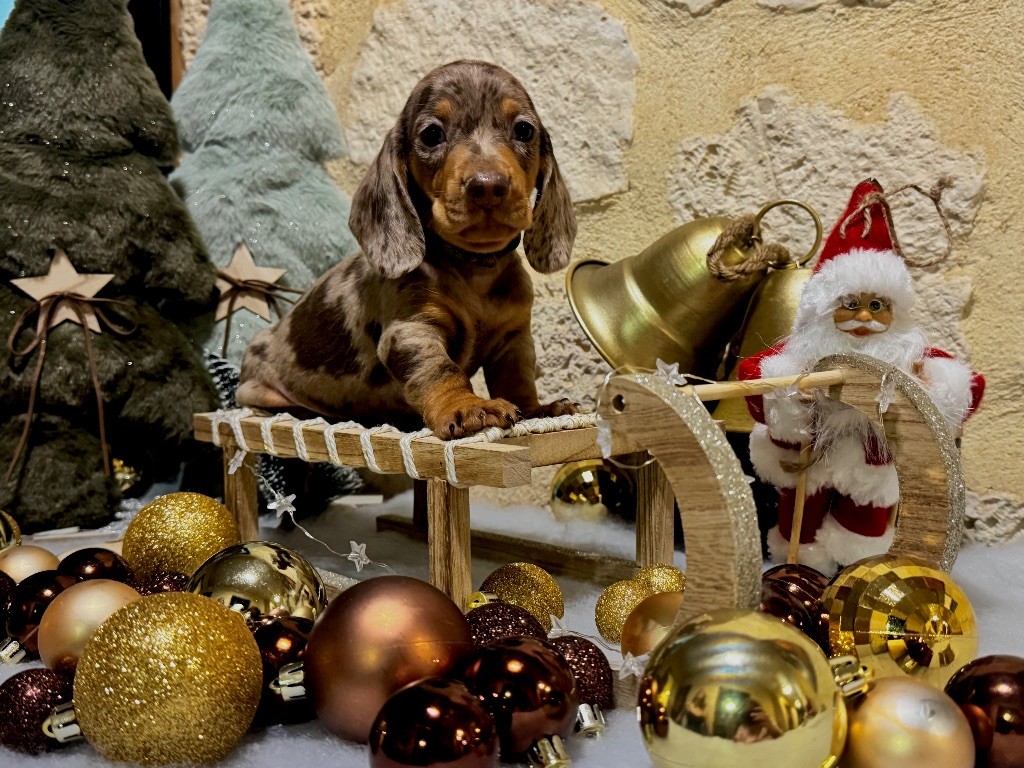 des Gueules D'Amour - Chiots disponibles - Teckel poil ras